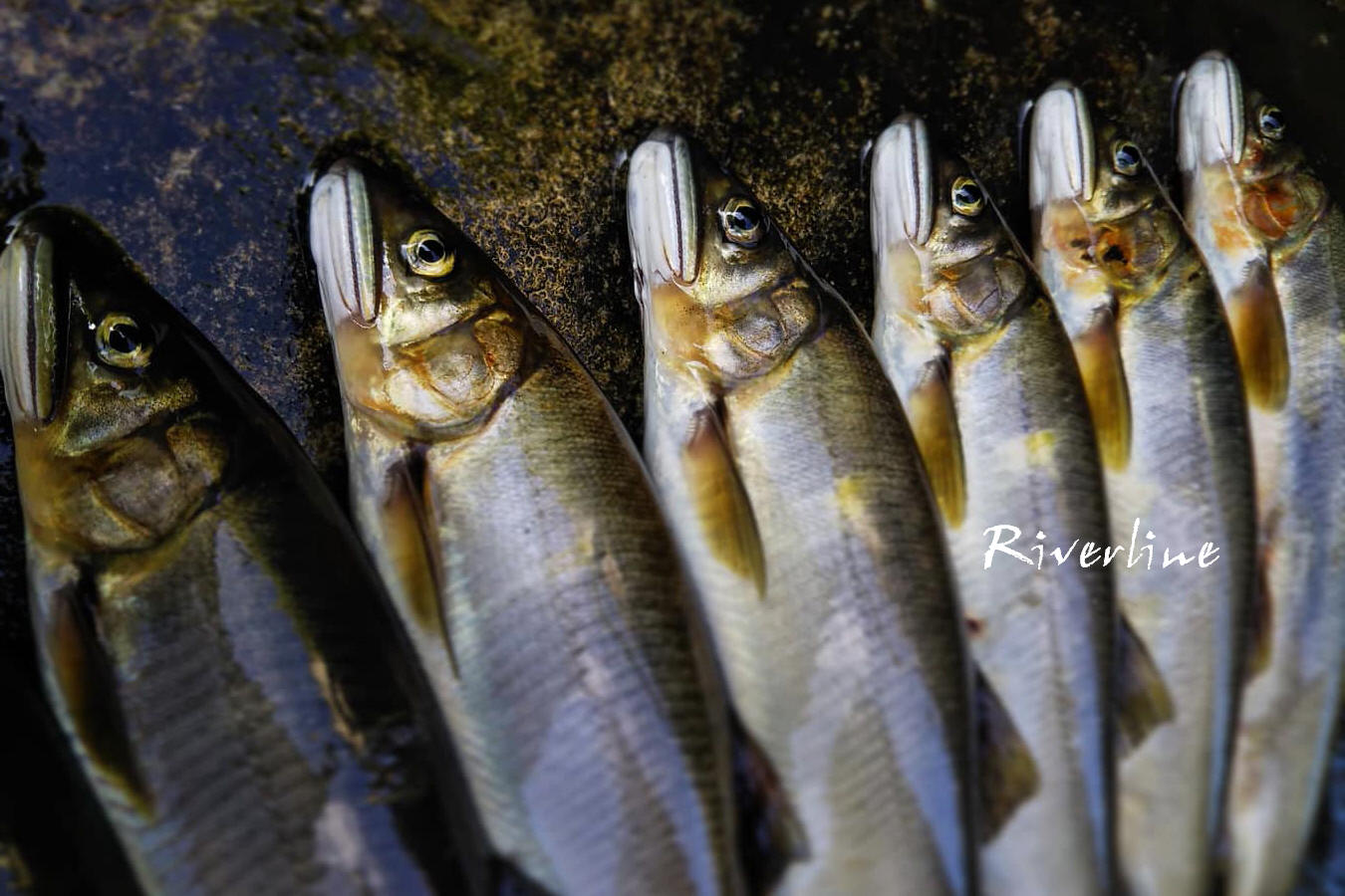 秋アユは若サイのごとし 那珂川の友釣り Riverline