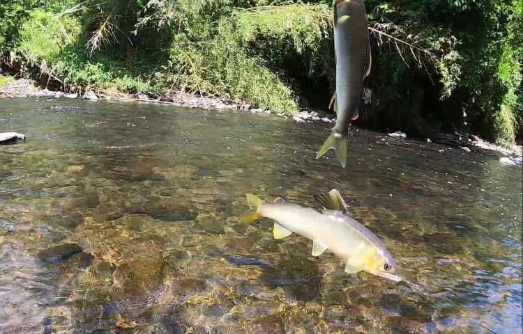 自分は挿し芽で増やせない だから時速5尾以上は保ちたい 那珂川の鮎友釣り Riverline