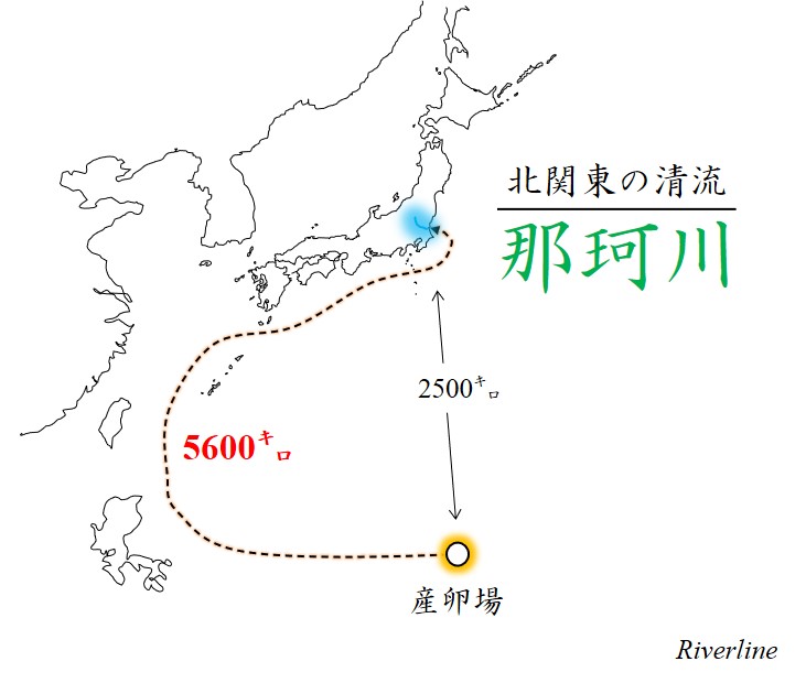 生甘い 那珂川天然ウナギを求めて川漁へ Riverline